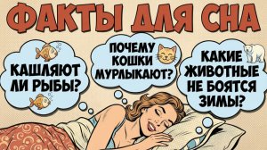 БЫСТРО УСНУТЬ  — Ответы на вопросы, которые приходят перед сном