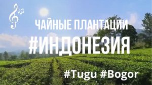 Видео для бега на беговой дорожке с музыкой | Virtual Run Tugu #Tugu #Bogor #Индонезия