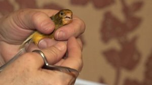 Живая природа 09.12.25  (Канарейка)