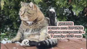 ДНЕВНИК лесного кота БАРСИКА: «Игривое настроение !»  - 7.12.2025
