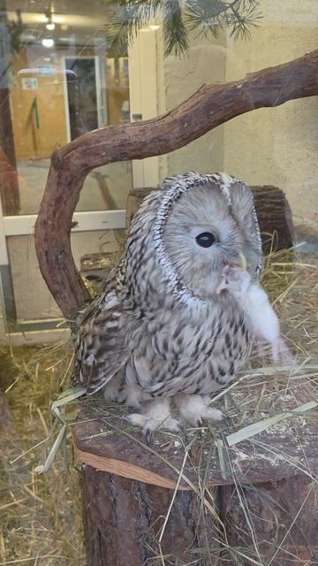 Сова в зоопарке кушает #animals #природа #marvel