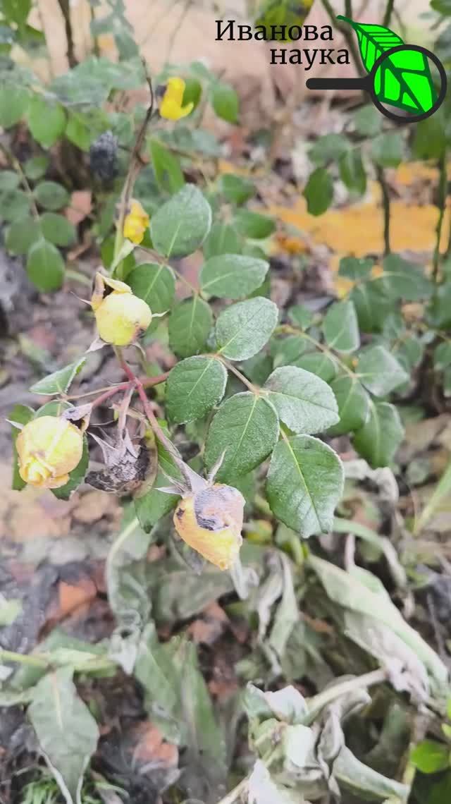 Секреты зимовки роз: как правильно укрыть, чтобы не загубить. Не спешите, ведь заморозки полезны!