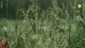 А на улице непогода Из шортс сделал с видео