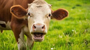 Жующая корова - песня о простой жизни и сложной судьбе