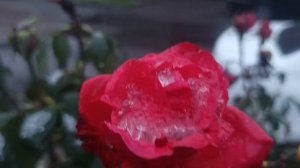 РОЗЫ 🌹 В РОСТОВЕ 9 ДЕКАБРЯ