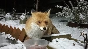 (1192) Лиса приходит в гости. Декабрь 2025