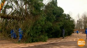 Главная елка страны: спилили! Все прошло без сучка, без задоринки! Доброе утро. Фрагмент выпуска ...