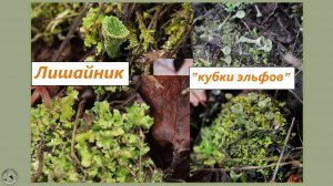 Лишайник песчаная кладония или кубки эльфов