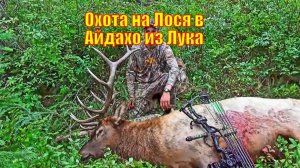Охота на Лося в Айдахо из Лука