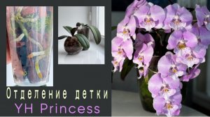 Отделила. Посадила. Жду третью детку фаленопсиса биг лип Принцесса