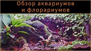 Обзор аквариумов и флорариумов