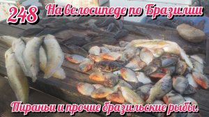Пираньи и прочие бразильские рыбы. На велосипеде по Южной Америке День 248 Бразилия
