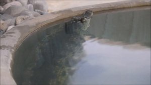 Тараканы мадагаскарские и блаберус, варан, нильские крокодилы, гладколобые кайманы, эублефар 4.12.25