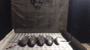 улов форели