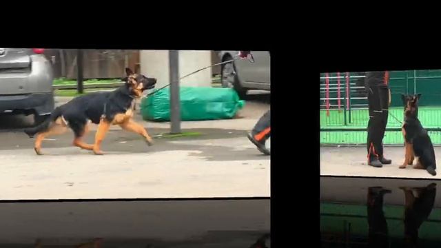 Баларис САМАНТА,  4 месяца 24 дня.