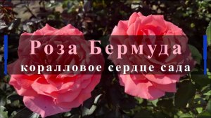 Роза Бермуда-коралловое сердце сада