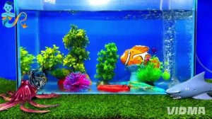 Золотая рыбка и маленькая черепаха