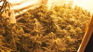 ТЕПЛИЦА С КОНОПЛЁЙ