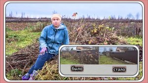 Осенняя чистка малины: как превратить заросли в урожай мечты!