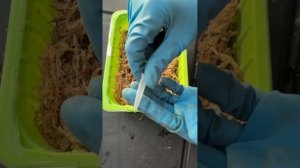 ЧТОБЫ НЕ БЫЛО ПЛЕСЕНИ НА ТОРФЯНЫХ ТАБЛЕТКАХ, ДЕЛАЙ ЭТО