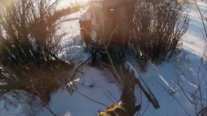 Охота на зайца 2025-2026