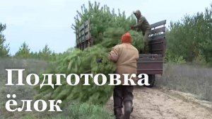 Станично-Луганский лесхоз запускает продажу ёлок к Новому году