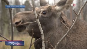 На Лосиной биостанции в Подмосковье выходили лосенка Федю