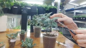 Как вырастить шикарный куст фуксий зимой. Весь мой уход без секретов.