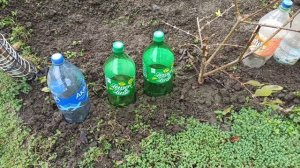 Немного дел садовых.