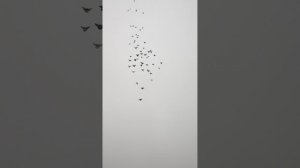 VID_20251209_120431.mp4