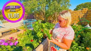 Вырастили свой перец! Сами в шоке! Волшебные высокие грядки на которых всё растет само!