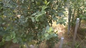 13. В. Железов. Жёлтая черешня и другие наблюдения.