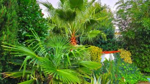 ГЕЛЕНДЖИК! Наш ДЕНДРАРИЙ за 8 ЛЕТ! ЛЕТО ЗИМОЙ! ВЕЧНОЗЕЛЕНЫЙ сад! СОТНИ ВИДОВ растений. Декабрь 2025