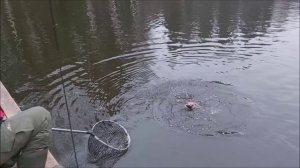 На запуске хорошо работает "лесистая" сторона. Клёвое место, Лосиный остров, спорт-зона.