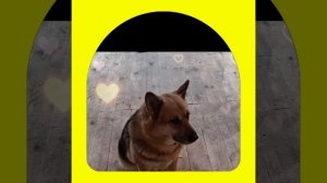 1000041972.mp4 (Собака смотрит на монтаж электропроводки (отверстие под м/коробку) в доме А-фрейм)