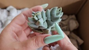 Распаковка китайских суккулентов для продажи