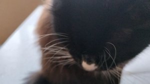 Кошка полиняла и хвост стал тонким😄Никак не отучим от стола.