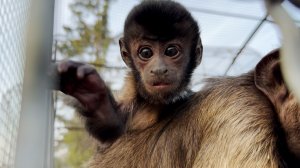 Вакула на ЧУЖОЙ тётке? КУДА ДЕЛИСЬ РОГИ У СОЛОХИ? Мать бросила дитя? Вот это номер выдали капуцины!