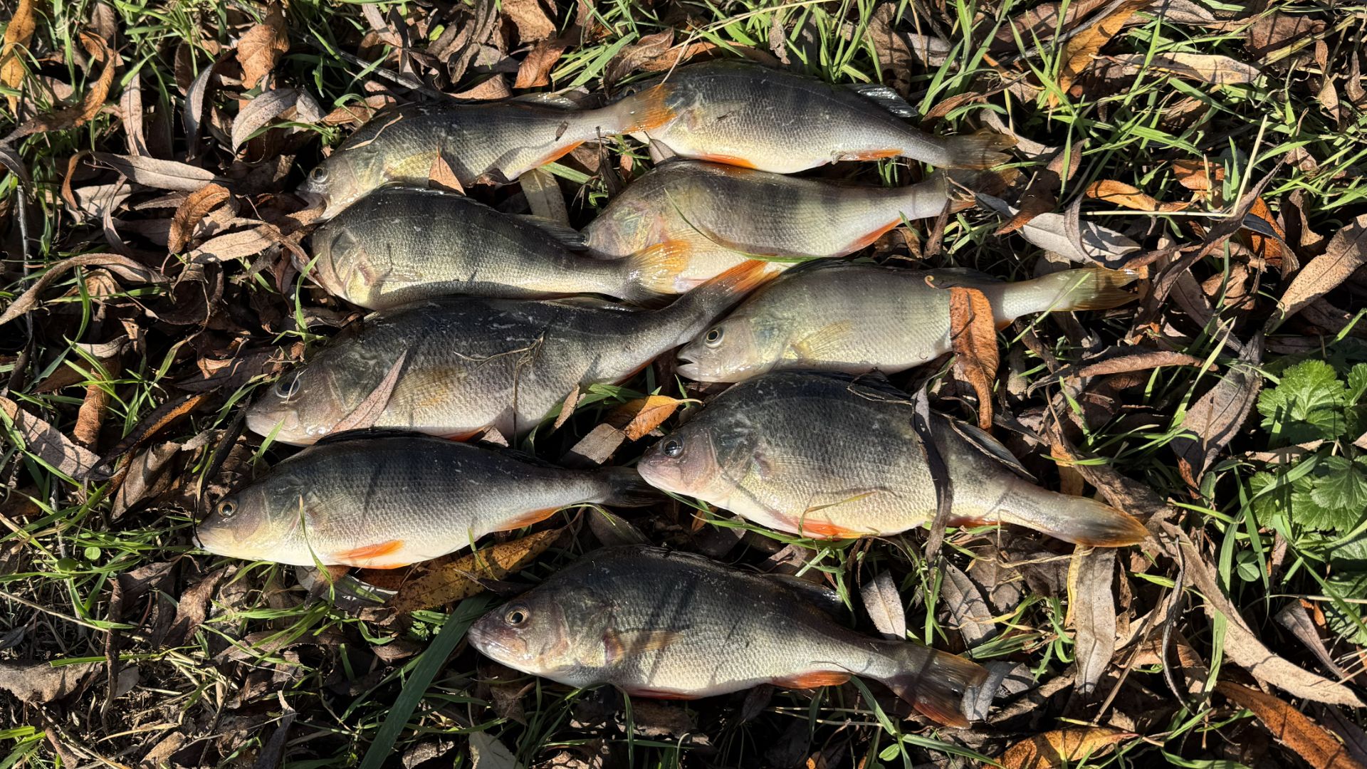Открытие зимнего сезона! Пришла зима и окуни проснулись!