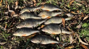 Открытие зимнего сезона! Пришла зима и окуни проснулись!