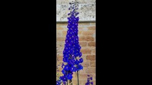 Пушкин-Царское село