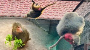 Люся, БЕГИ - Елисей ВЗЛЕТЕЛ ПОД КРЫШУ и НАКАЗАЛ Лиду! Петрушка и укроп СТРАШНЫЙ СОН беременных