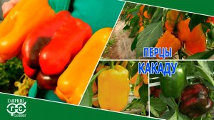 УРОЖАЙНЫЕ ПЕРЦЫ КАКАДУ – КРАСНЫЙ, ЖЕЛТЫЙ, ОРАНЖЕВЫЙ