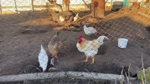 ДОЧА ПОЛУЧИЛА ДИПЛОМ / ПОКУПКИ И ЗАКАЗЫ / ДЕРЕВЕНСКИЕ ХРОНИКИ