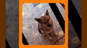 1000041971.mp4 (Собака смотрит на монтаж электропроводки (отверстие под м/коробку) в доме А-фрейм)