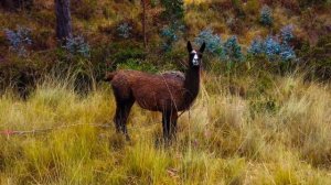 ОЧЕНЬ ДУШЕВНАЯ И НЕЖНАЯ МУЗЫКА ДЛЯ ДУШИ БЕЗ СЛОВ