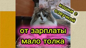 Кошки с озвучкой.