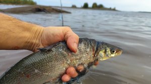 Идущий по Воде! Проверяю ловушки из кольев на море!Северная Карелия!