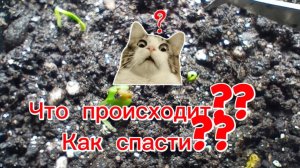 Спасти не удалось пересеваю  базилик, зимний огород, огород на подоконнике