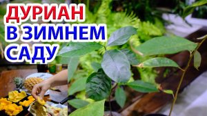 Дуриан в зимнем саду